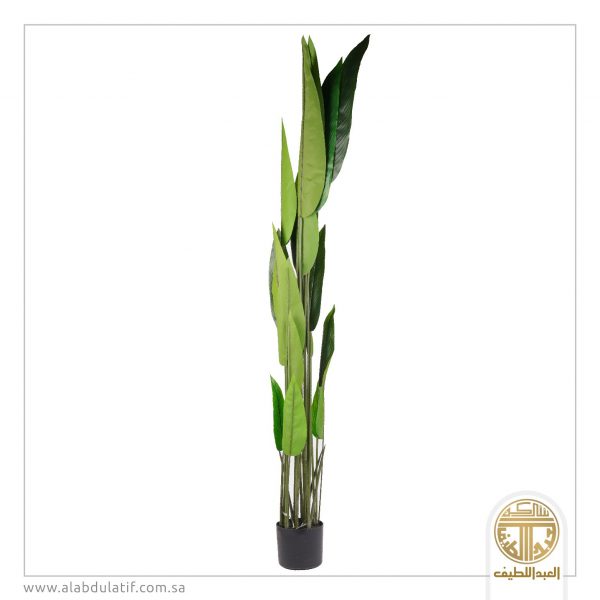 شجر موز كبير