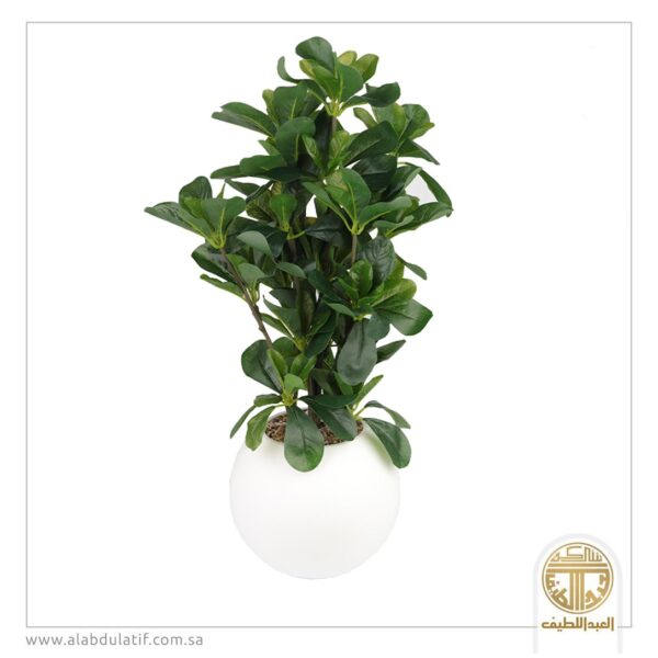 شجر زيتون صغير